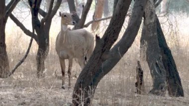 Asya 'nın en büyük antilobu Nilgai Boselaphus tragocamelus, Hindistan' ın Rajasthan kentindeki Jaipur yakınlarında Jhalana Leopar Koruma Alanı 'nda gözlemlenmiştir.