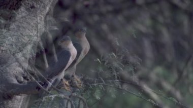 Avrasya atmacası Accipiter nisus Hindistan 'ın Rajasthan kentindeki Jaipur yakınlarında Jhalana Leopar Koruma Alanı' nda gözlemlendi.
