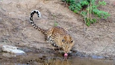 Hint Leoparı Panthera pardus fusca Jhalana Leopar Rezervi 'nde, Hindistan' ın Rajasthan kentindeki Jaipur yakınlarında bir su birikintisinde.