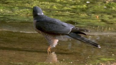 Avrasya atmacası Accipiter nisus Hindistan 'ın Rajasthan kentindeki Jaipur yakınlarında Jhalana Leopar Koruma Alanı' nda gözlemlendi.