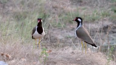 Hindistan, Rajasthan 'daki Jaipur yakınlarında Jhalana Leopar Barajı' nda bir çift kırmızı kanatlı Vanellus indicus.