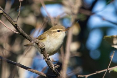Uttarakhand, Hindistan 'da Binsar' da yaygın bir çalı bülbülü olan Phylloscopus Collybita