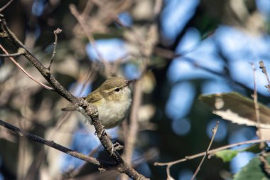 Uttarakhand, Hindistan 'da Binsar' da yaygın bir çalı bülbülü olan Phylloscopus Collybita