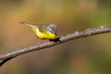 Hindistan 'ın Uttarakhand kentindeki Binsar' da bir yaprak ötleğeni olan gri başlıklı ötleğen (Phylloscopus xanthoschistos)