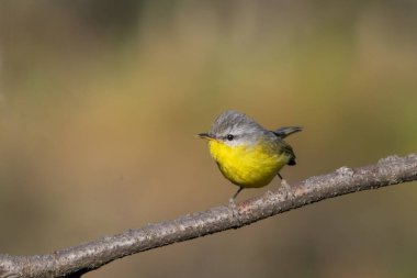 Hindistan 'ın Uttarakhand kentindeki Binsar' da yaprak ötleğeni Phylloscopus xanthoschistos.