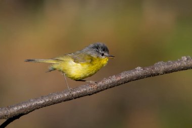 grey-hooded warbler Phylloscopus xanthoschistos, a leaf warbler, in Binsar in Uttarakhand, India clipart