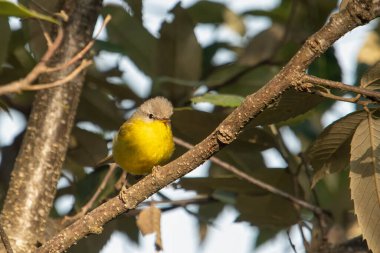 Hindistan 'ın Uttarakhand kentindeki Binsar' da yaprak ötleğeni Phylloscopus xanthoschistos.