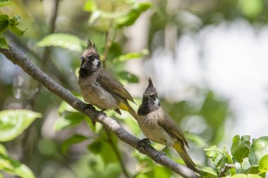 Himalaya Bulbul (Pycnonotus leucogenys) ya da beyaz yanaklı bulbul, Uttarakhand, Hindistan 'da Binsar' da