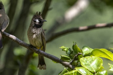 Himalaya Bulbul (Pycnonotus leucogenys) ya da beyaz yanaklı bulbul, Uttarakhand, Hindistan 'da Binsar' da