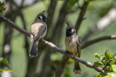 Himalaya Bulbul (Pycnonotus leucogenys) ya da beyaz yanaklı bulbul, Uttarakhand, Hindistan 'da Binsar' da