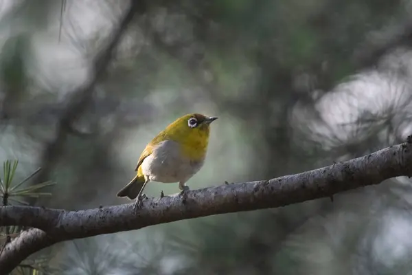 stock image Indian white-eye (Zosterops palpebrosus), or Oriental white-eye, in Binsar in Uttarakhand, India