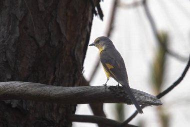 female long-tailed minivet (Pericrocotus ethologus) in Binsar in Uttarakhand, India clipart