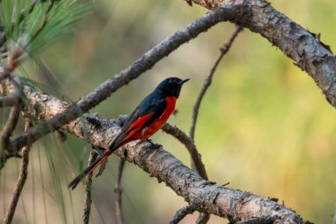 Uttarakhand, Hindistan 'da Binsar' da erkek uzun kuyruklu minivet (Pericrocotus ethologus)