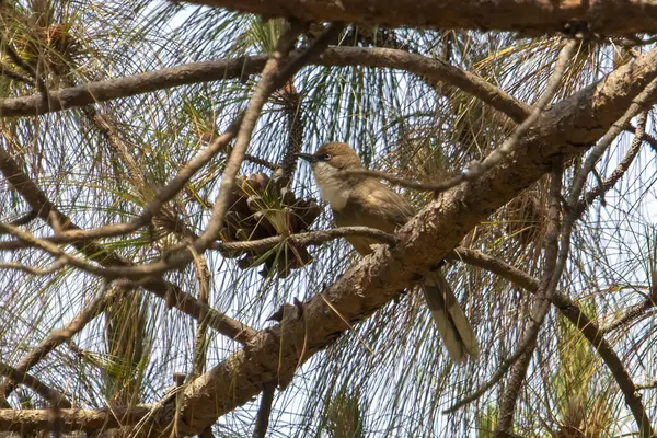 stock image white-throated laughingthrush (Pterorhinus albogularis) in Binsar in Uttarakhand, India