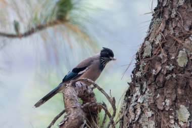 Black-headed jay or lanceolated jay (Garrulus lanceolatus) in Binsar in Uttarakhand, India clipart