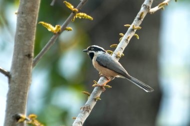 Black-throated bushtit (Aegithalos concinnus), also known as the black-throated tit in Binsar in Uttarakhand, India