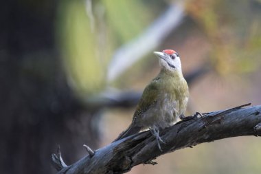 gri başlı ağaçkakan (Picus canus), Uttarakhand, Hindistan 'da Binsar' da gri yüzlü ağaçkakan olarak da bilinir.