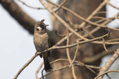 Himalaya Bulbul (Pycnonotus leucogenys) ya da beyaz yanaklı bulbul, Uttarakhand, Hindistan 'da Binsar' da