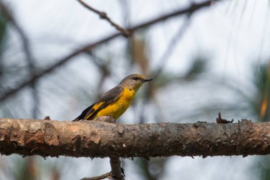 Uttarakhand, Hindistan 'da Binsar' da dişi uzun kuyruklu minivet (Pericrocotus ethologus)