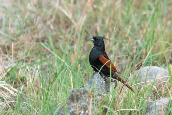 stock image crested bunting (Emberiza lathami) in Binsar in Uttarakhand, India