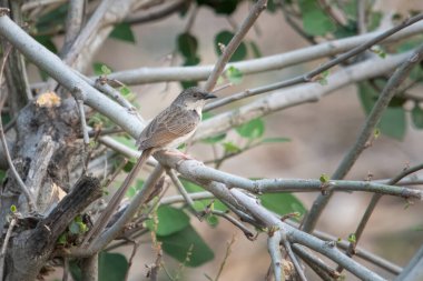 Himalaya prinia (Prinia crinigera) Uttarakhand, Hindistan 'da Binsar' da