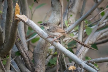 Himalaya prinia (Prinia crinigera) Uttarakhand, Hindistan 'da Binsar' da