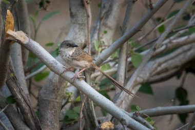 Himalaya prinia (Prinia crinigera) Uttarakhand, Hindistan 'da Binsar' da