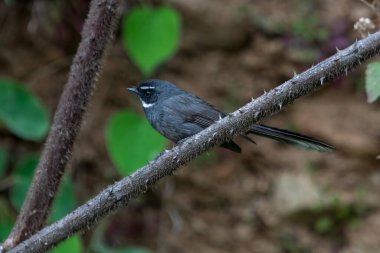 Uttarakhand, Hindistan 'da Binsar' da beyaz boğazlı hayran kuyruğu (Rhipidura albicollis)