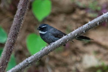 Uttarakhand, Hindistan 'da Binsar' da beyaz boğazlı hayran kuyruğu (Rhipidura albicollis)