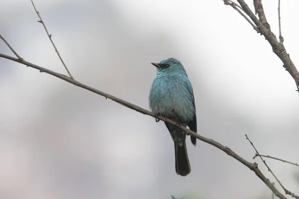 stock image verditer flycatcher (Eumyias thalassinus), an Old World flycatcher, in Binsar in Uttarakhand, India