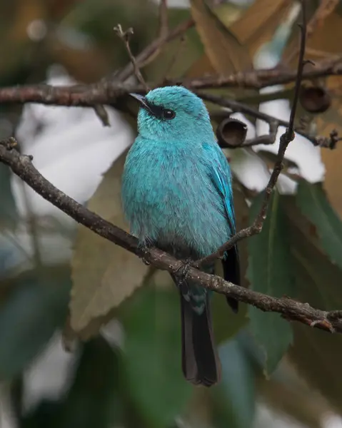 stock image verditer flycatcher (Eumyias thalassinus), an Old World flycatcher, in Binsar in Uttarakhand, India