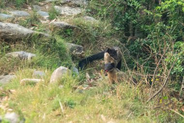 Uttarakhand, Hindistan 'da Binsar' da sarı boğazlı mermer (Martes flavigula)