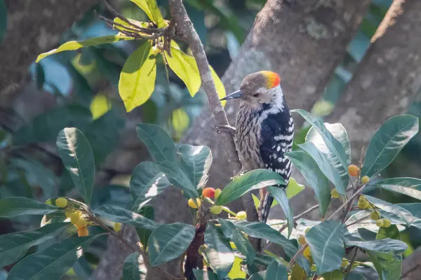 stock image brown-fronted woodpecker (Dendrocoptes auriceps) in Binsar in Uttarakhand, India