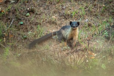 Uttarakhand, Hindistan 'da Binsar' da sarı boğazlı mermer (Martes flavigula)