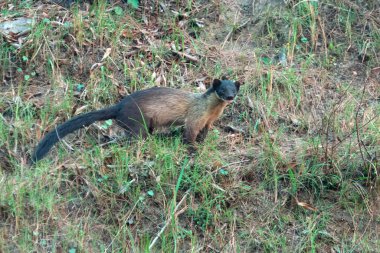 Uttarakhand, Hindistan 'da Binsar' da sarı boğazlı mermer (Martes flavigula)