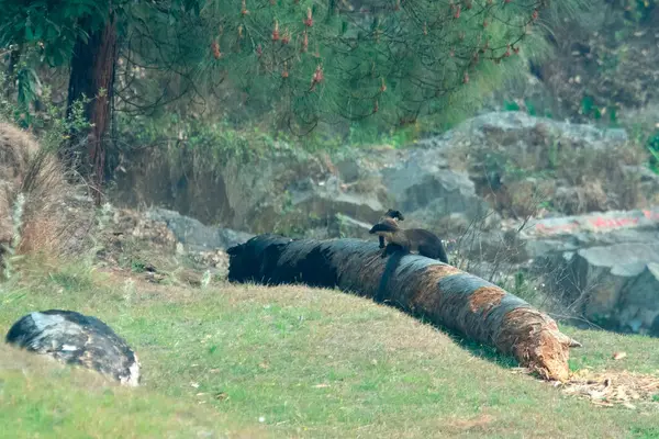 stock image yellow-throated marten (Martes flavigula) in Binsar in Uttarakhand, India