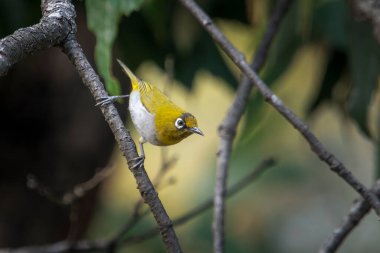 Hindistan 'ın Uttarakhand kentindeki Binsar' da (Zosterops palpebrosus) ya da doğulu beyaz göz.
