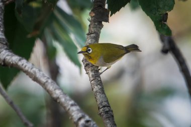 Hindistan 'ın Uttarakhand kentindeki Binsar' da (Zosterops palpebrosus) ya da doğulu beyaz göz.