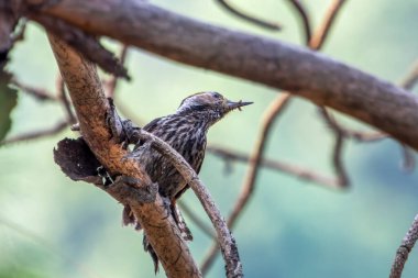 Uttarakhand, Hindistan 'da Binsar' da kahverengi önlü ağaçkakan (Dendrocoptes auriceps)