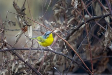 grey-hooded warbler (Phylloscopus xanthoschistos) in Abbott Mount in Uttarakhand, India clipart