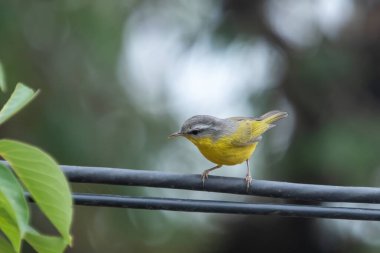 Hindistan 'ın Uttarakhand kentindeki Abbott Dağı' nda gri başlıklı ötleğen kuşu (Phylloscopus xanthoschistos)