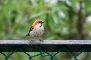 russet sparrow (Passer cinnamomeus), also called the cinnamon or cinnamon tree sparrow in Abbott Mount in Uttarakhand, India clipart