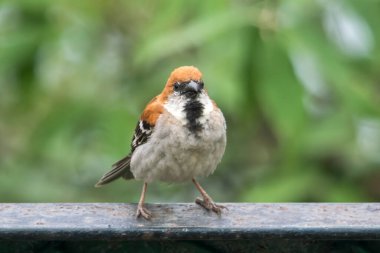 russet sparrow (Passer cinnamomeus), also called the cinnamon or cinnamon tree sparrow in Abbott Mount in Uttarakhand, India clipart