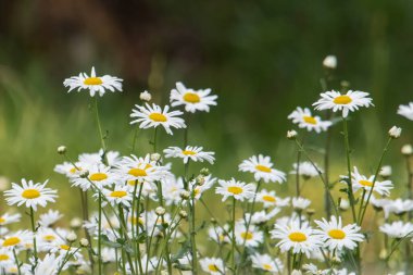 Kasımpatı (Leucanthemum maksimum) yakın plan, Hindistan 'ın uttarakhand kentindeki Pithoragarh' ın Himalayalarında sarı merkezli beyaz çiçekler