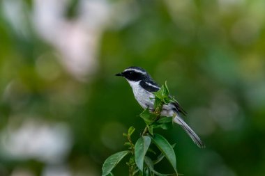 Uttarakhand, Hindistan 'da Pithoragarh yakınlarında erkek, gri çalı sohbet (Saxicola ferreus)