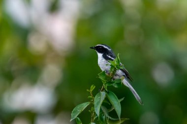 Uttarakhand, Hindistan 'da Pithoragarh yakınlarında erkek, gri çalı sohbet (Saxicola ferreus)