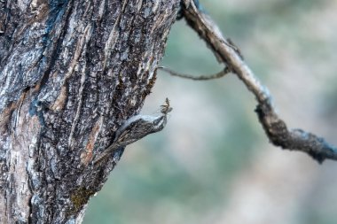Hindistan 'ın Uttarakhand kentindeki Munsyari' de yakalayan çubuk kuyruklu ağaç bekçisi (Certhia himalayana) veya Himalaya ağaç bekçisi