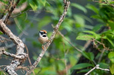 Black-throated bushtit (Aegithalos concinnus), also known as the black-throated tit in Munsyari in Uttarakhand, India