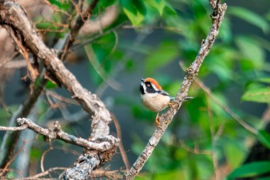 Black-throated bushtit (Aegithalos concinnus), also known as the black-throated tit in Munsyari in Uttarakhand, India