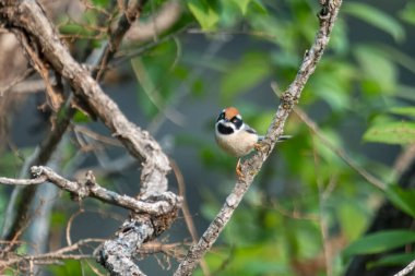 Black-throated bushtit (Aegithalos concinnus), also known as the black-throated tit in Munsyari in Uttarakhand, India clipart